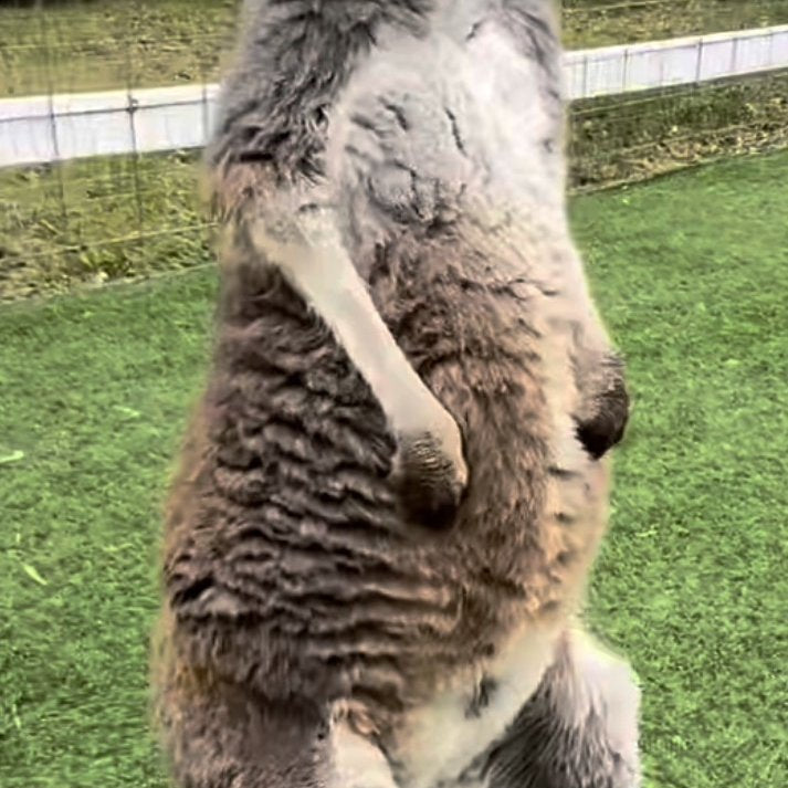 Rooby the kangaroo