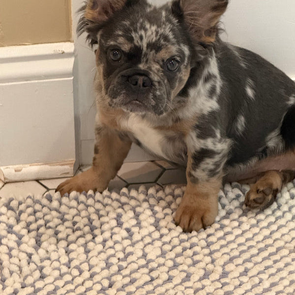 Bentley - The Barn Dog