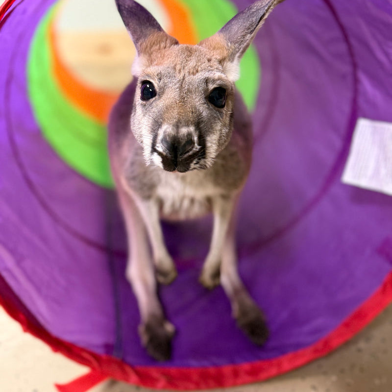 Rooby the kangaroo