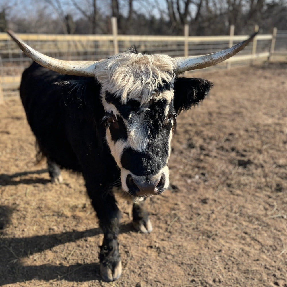 Betty the Miniature Highland cow