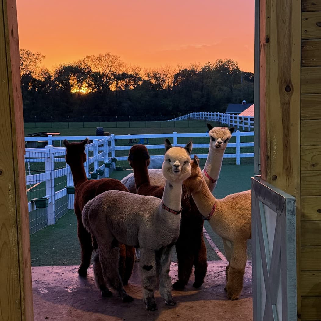 Alpacas at the barn door at sunset
