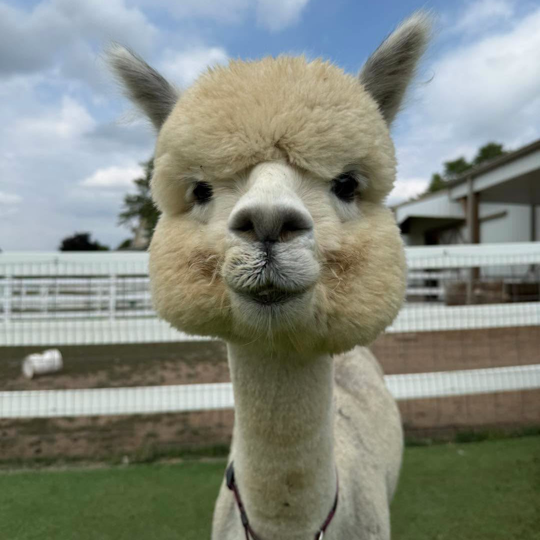 Clover the alpaca at Eagle Eye Farm in September
