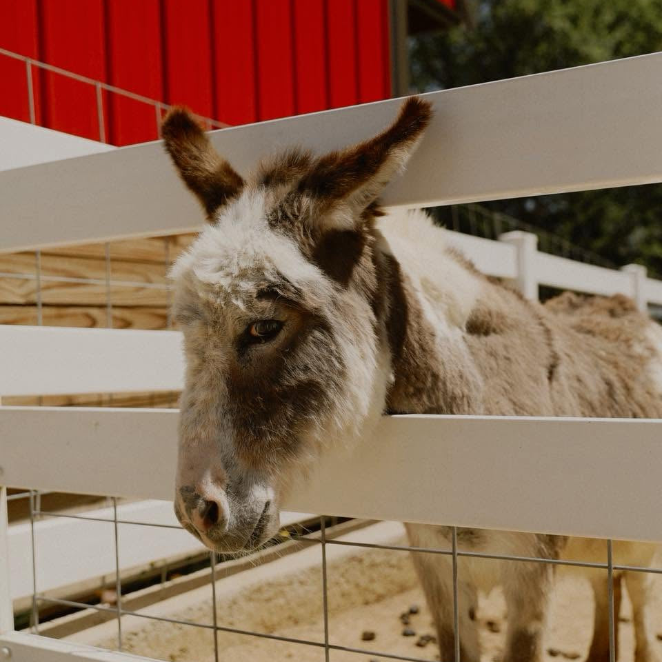 Doris the mini donkey at Eagle Eye Farm