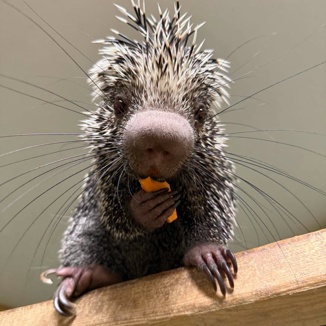 George the porcupine at Eagle Eye Farm