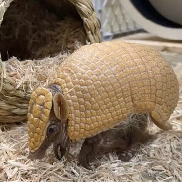 Nugget, our three-banded armadillo