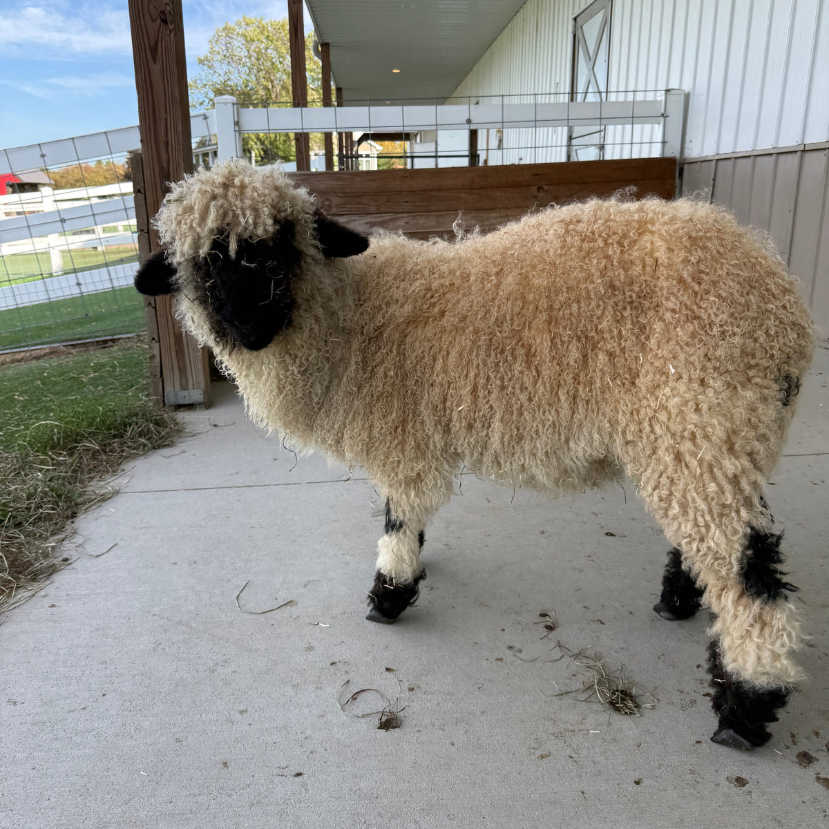 Bootsie the lamb