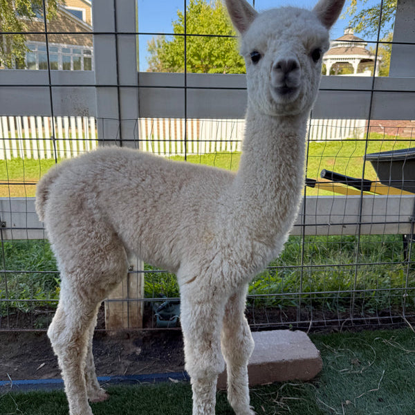 Monster the baby alpaca