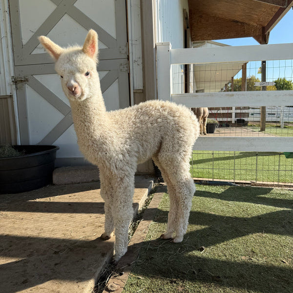 Yokohama the baby alpaca