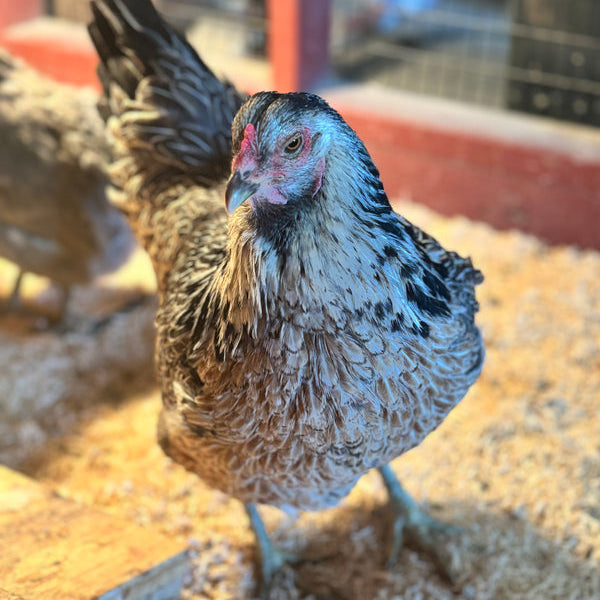 Oprah the hen