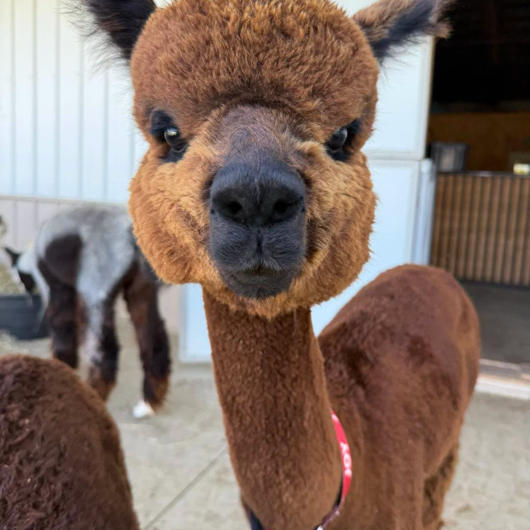 Joy the alpaca at Eagle Eye Farm in July