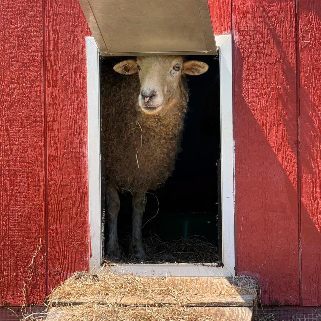 Nora at Eagle Eye Farm