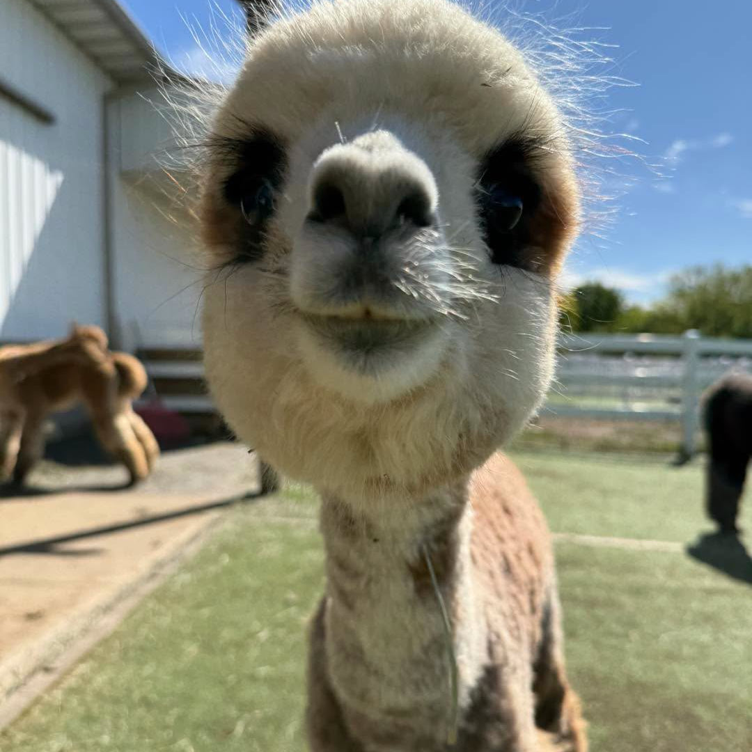 Party Girl the alpaca at Eagle Eye Farm in September