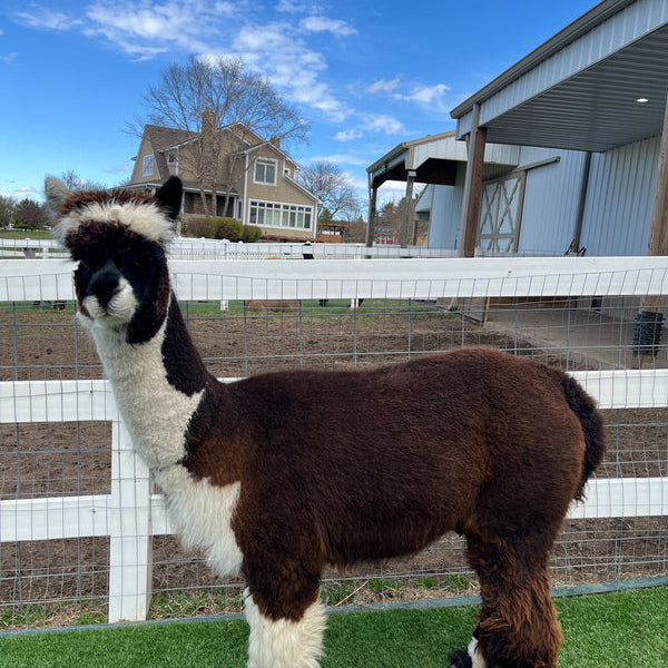 Tilly the alpaca