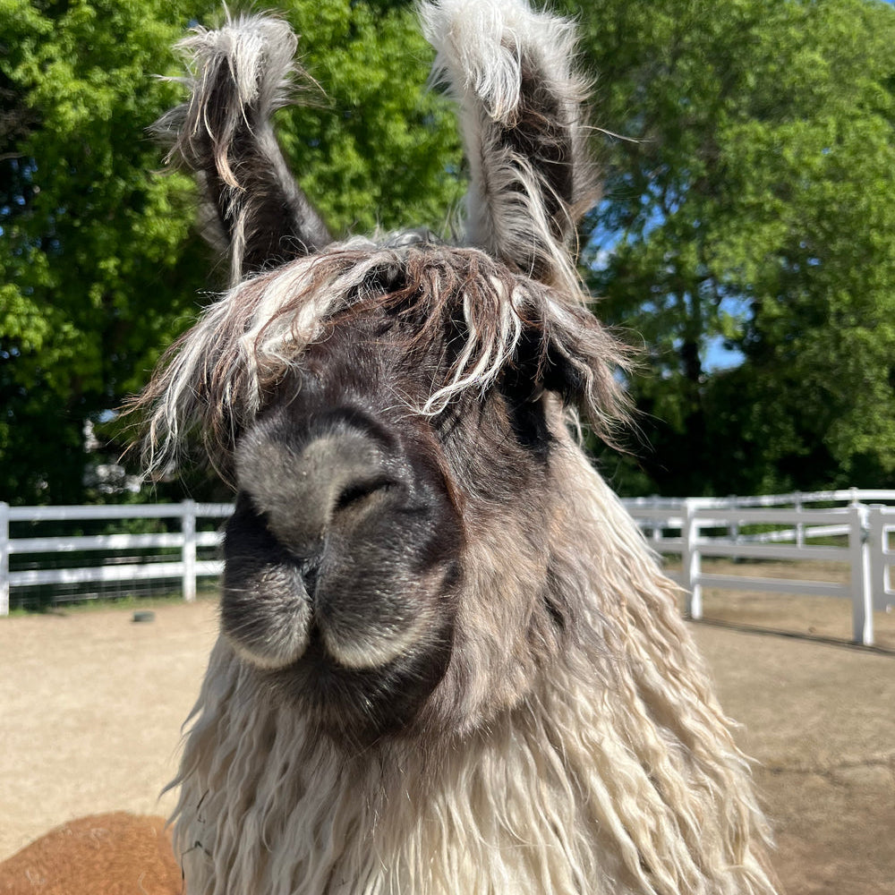 Taz the llama