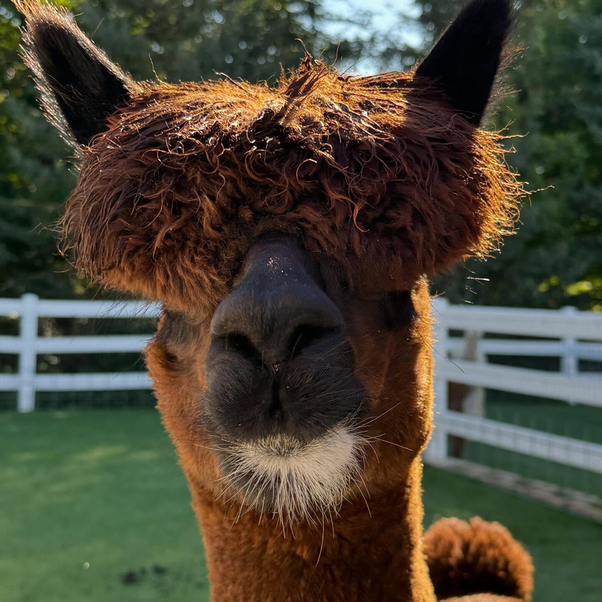 Rogue the alpaca at Eagle Eye Farm