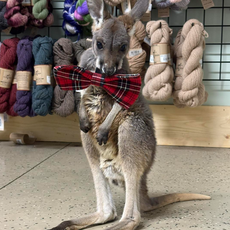 Kangaroos at Eagle Eye Farm: Fascinating Facts About the Largest Marsupials