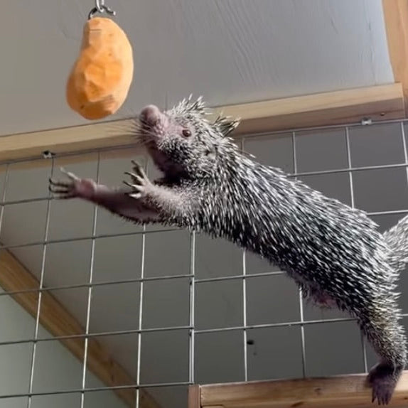 Prehensile Tail Porcupines: Nature’s Adorable Tree-Climbers