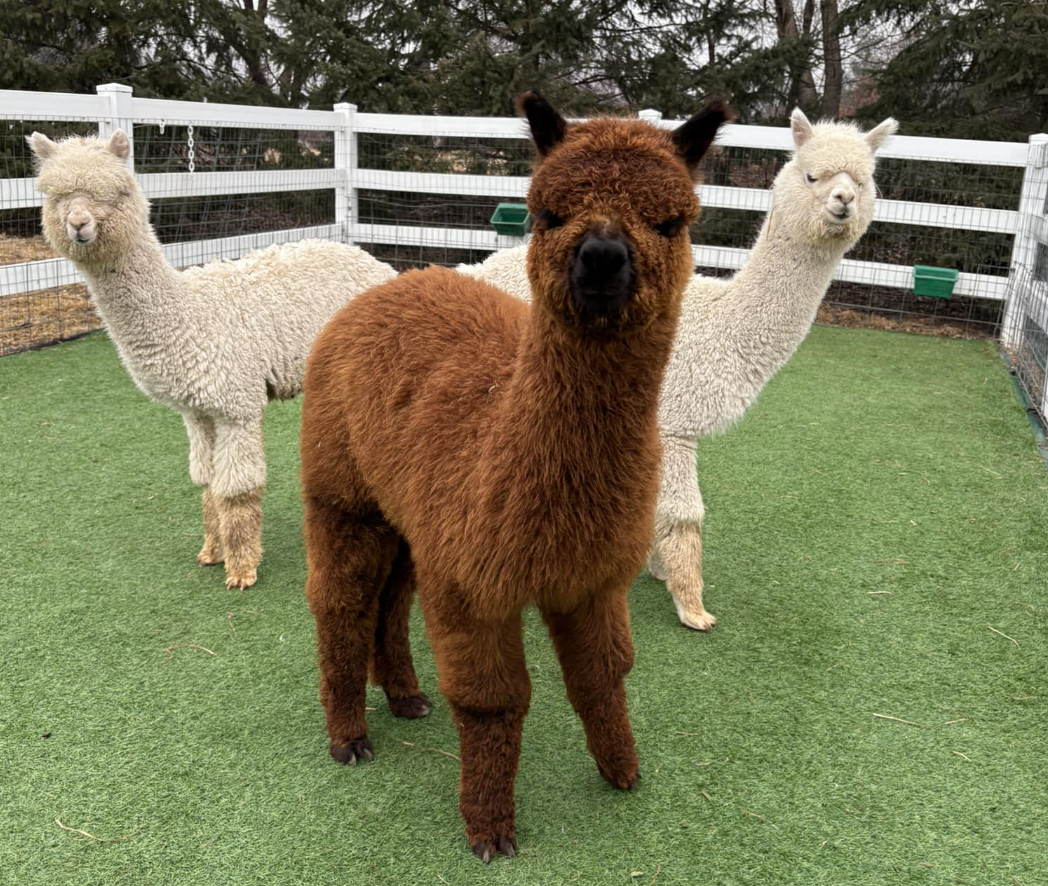Discover the Charming Animals of Eagle Eye Farm