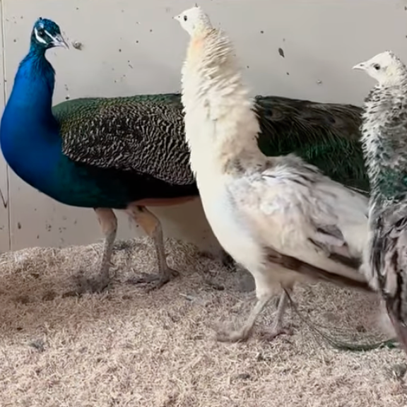 More Fascinating Animals at Eagle Eye Farm