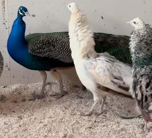 More Fascinating Animals at Eagle Eye Farm