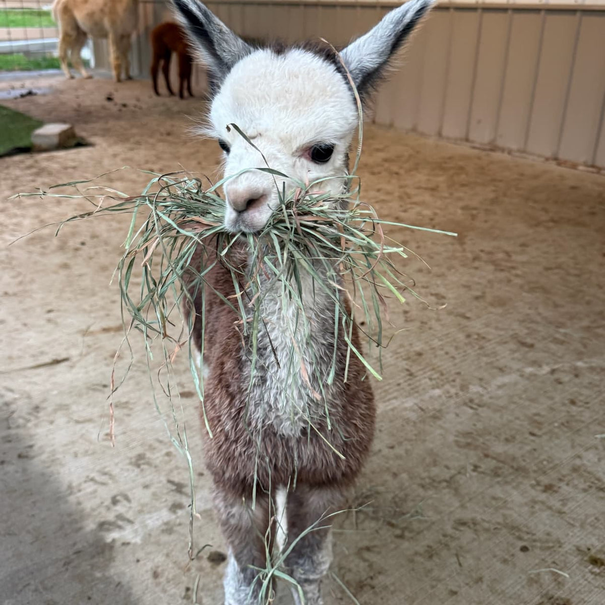 The Rock, a young alpaca cria at Eagle Eye Farm