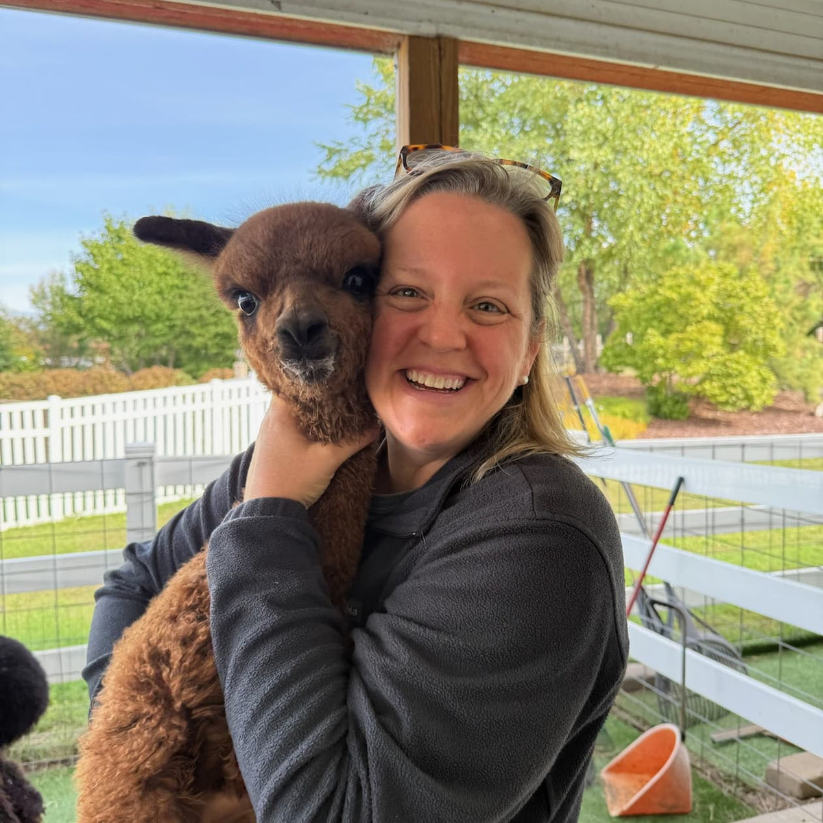 Newborn alpaca cria at Eagle Eye Farm during baby season