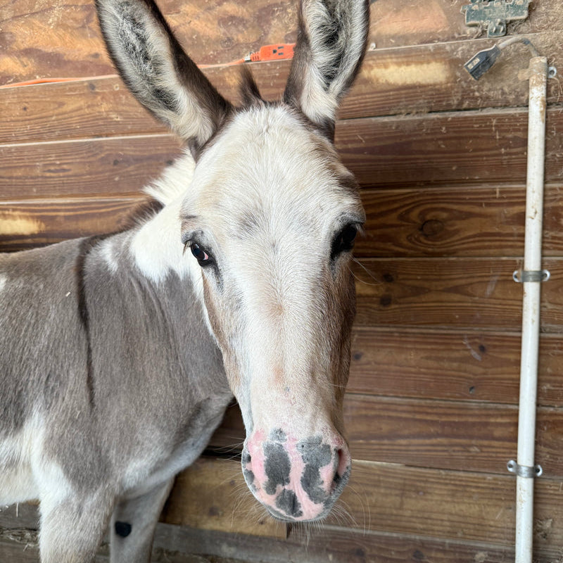 Katie the miniature donkey