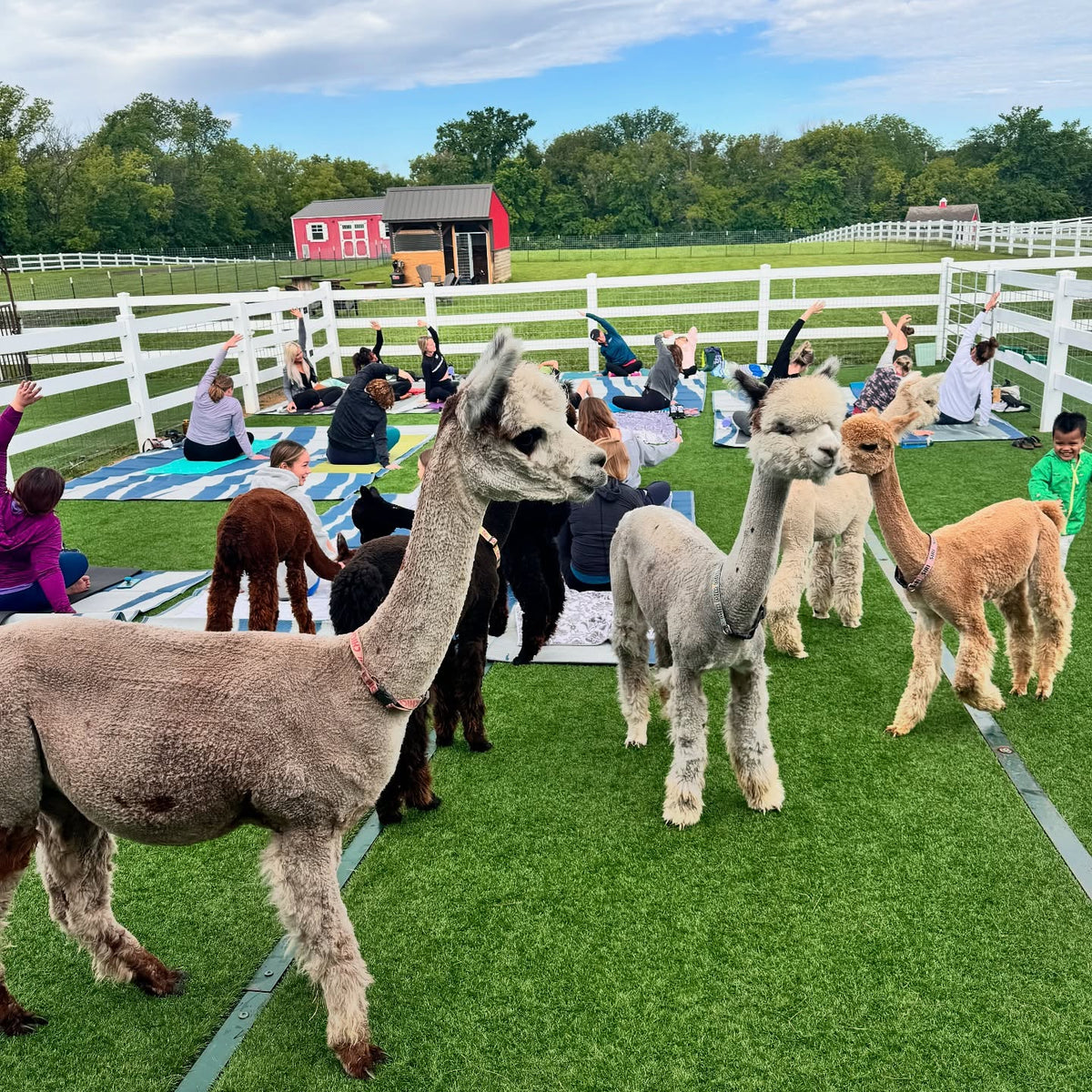 Alpaca yoga at Eagle Eye Farm