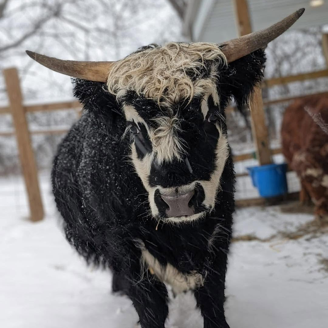 Betty the Highland cow in winter at Eagle Eye Farm