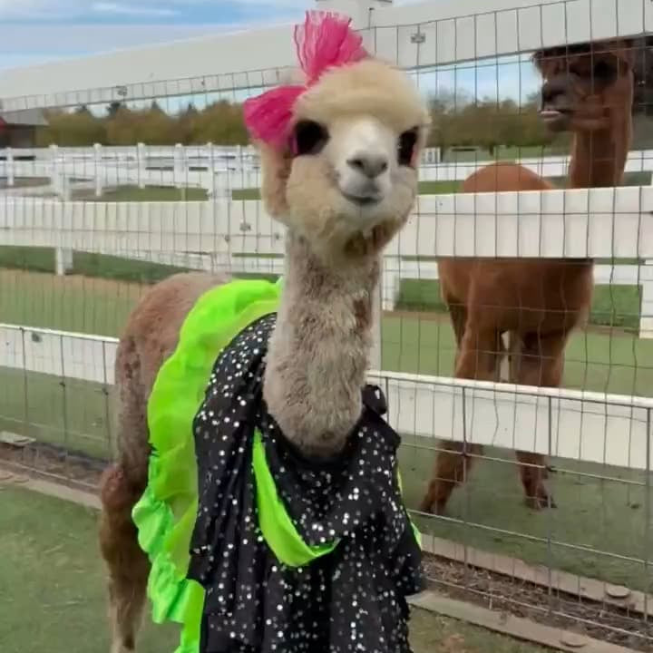 Party Girl the alpaca in her costume