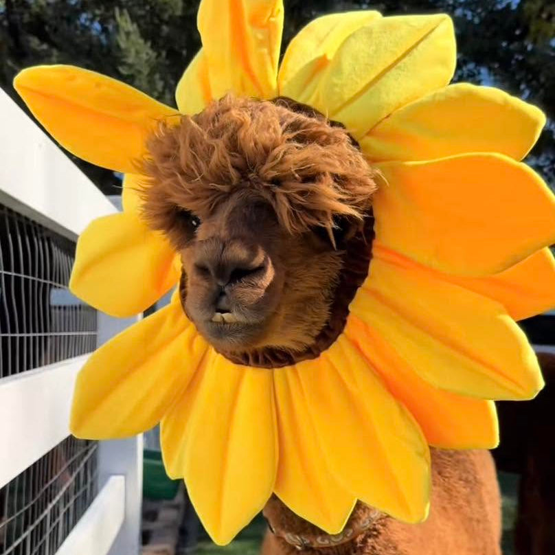 Alpaca dressed up for Halloween at Eagle Eye Farm