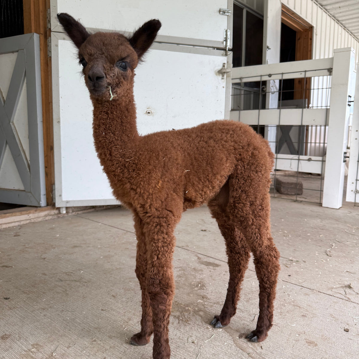 Gemini the baby alpaca
