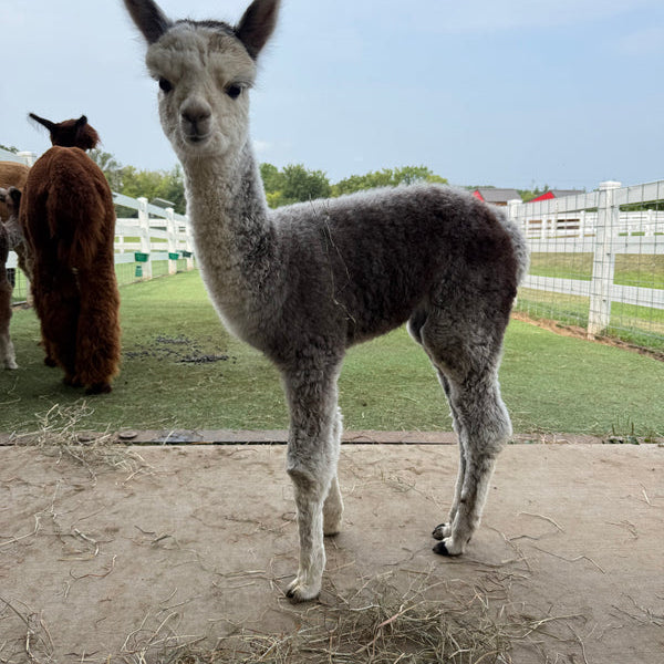 Queen Elizabeth the baby alpaca