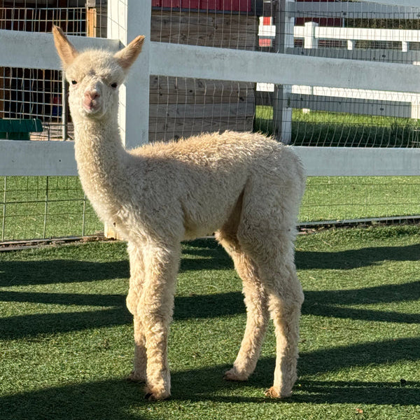 Evermore the baby alpaca
