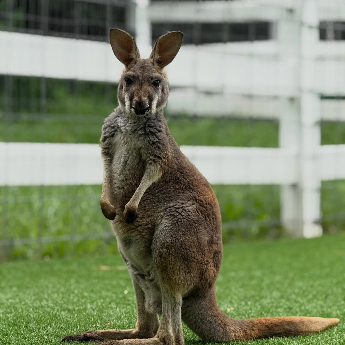 Kangaroo at Eagle Eye Farm