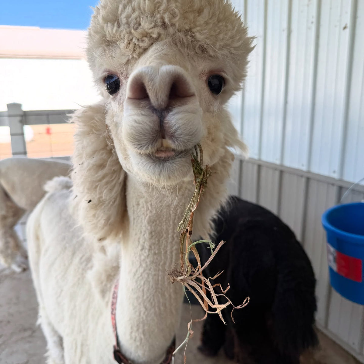 Melman the alpaca at Eagle Eye Farm