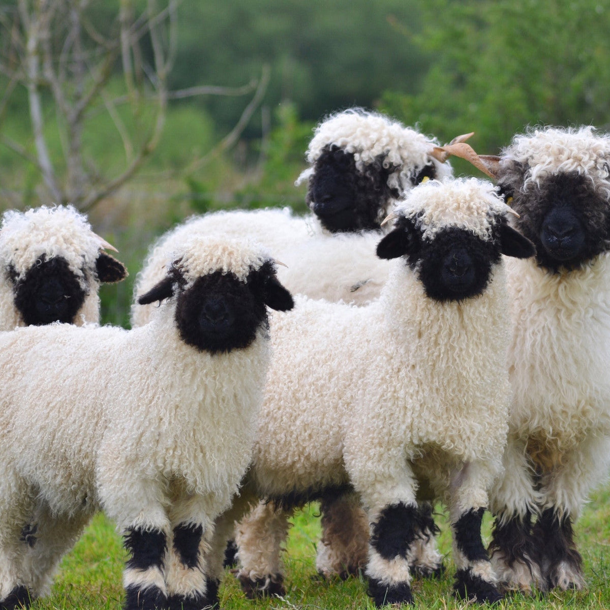Exploring Valais Blacknose Sheep at Eagle Eye Farm: The World's Cutest Sheep