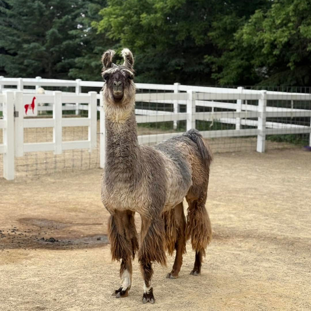 Taz the llama at Eagle Eye Farm
