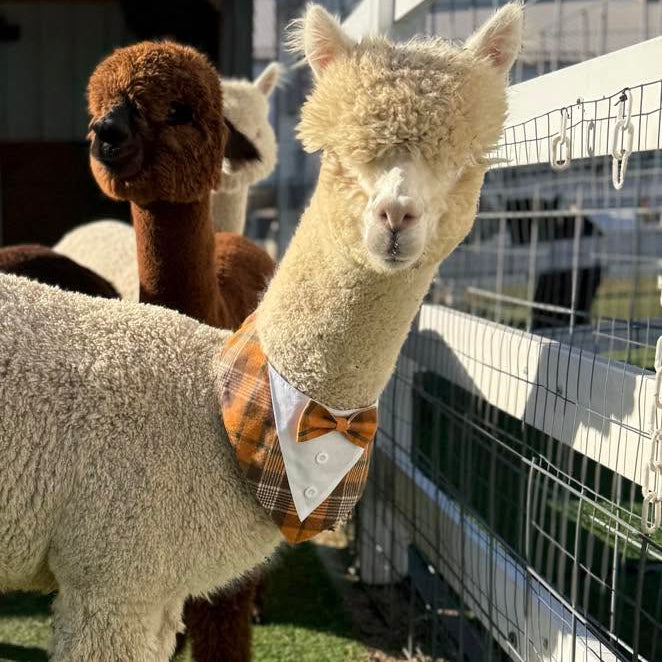 Alpaca dressed up for Thanksgiving at Eagle Eye Farm