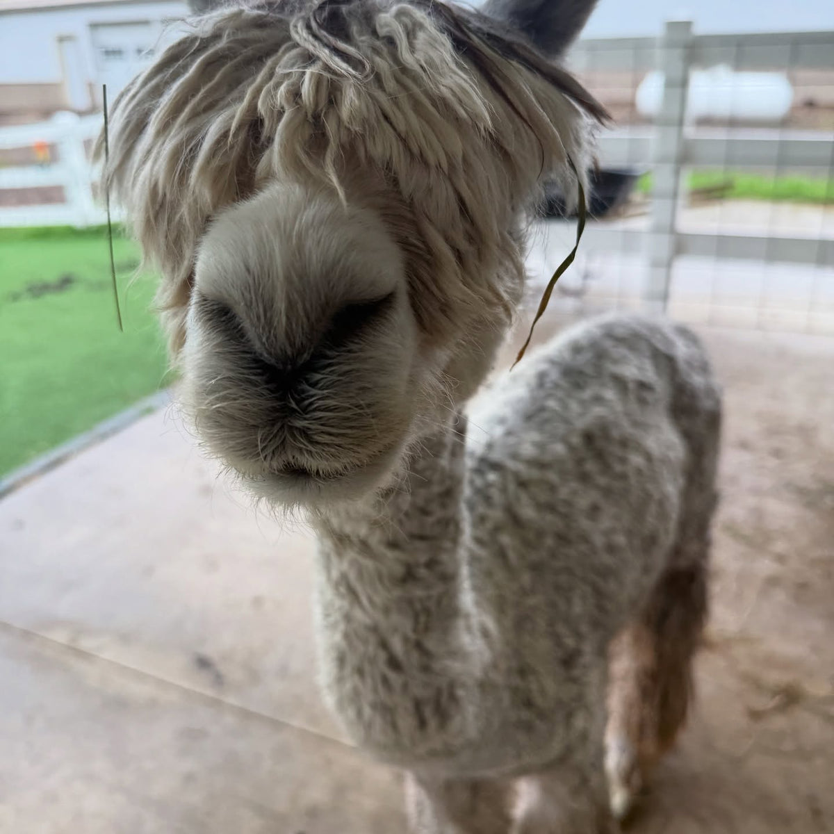 Viper, our Suri alpaca, at Eagle Eye Farm