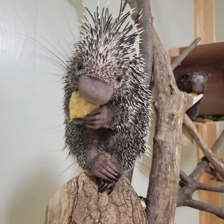 prehensile tail porcupines