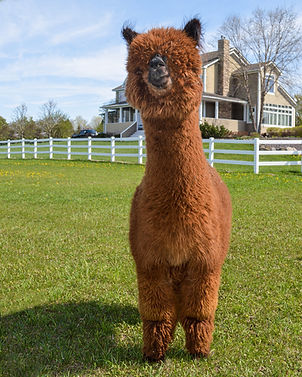Female alpaca