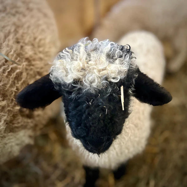 Meet the sheep of Eagle Eye Farm
