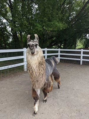 Llama laying down