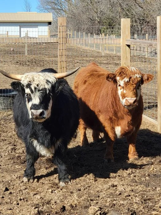 Two mini highland cattle standing in a farm.