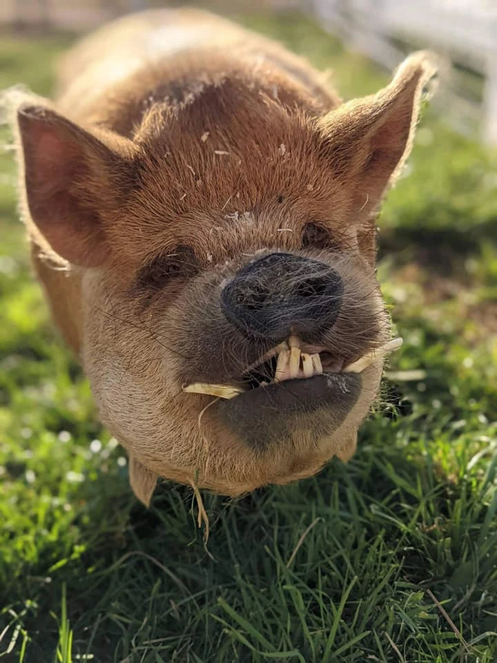 Two pigs standing in hay