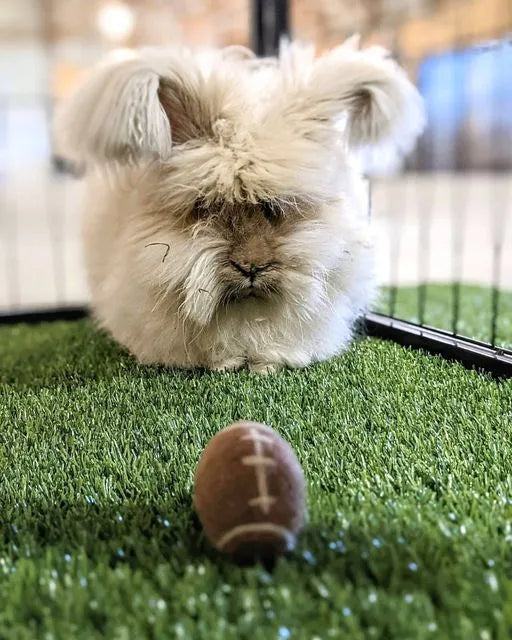 Angora Bunny with a mini football