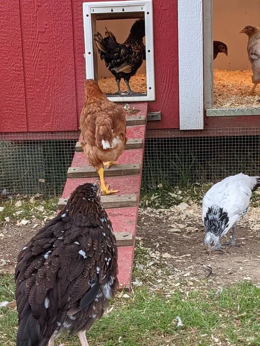 Chickens going into a hen house.