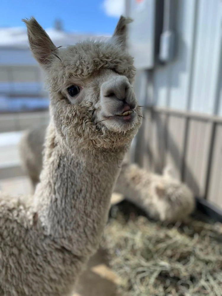 Two alpacas standing in a field