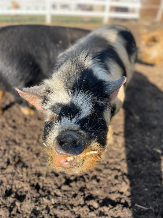 Waddles